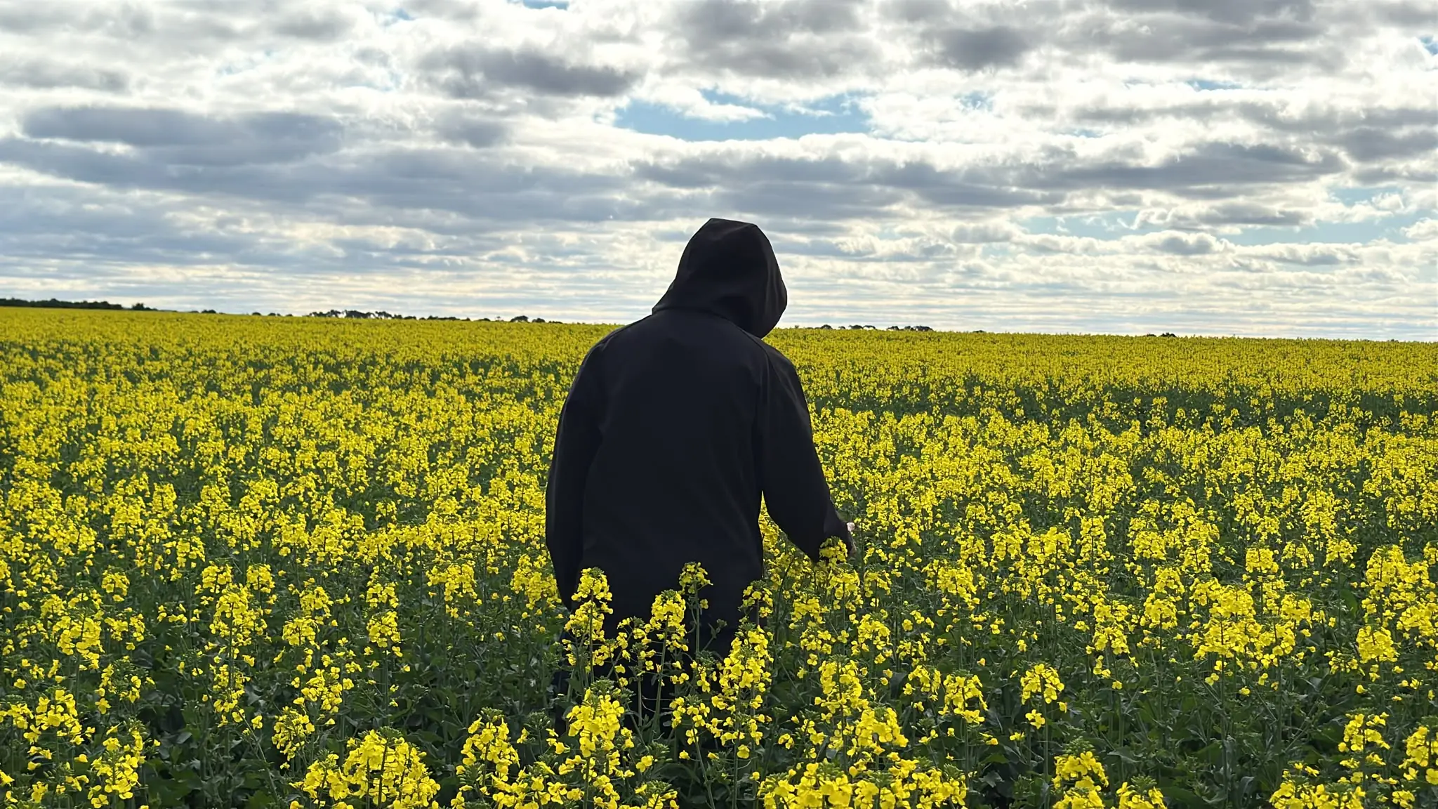 Hooded figure standing in a canola field, Melbourne